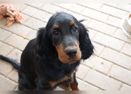 Gordon Setter Mädchen Sheila und Sally suchen nette Kuschelpartner