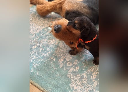 Typvolle Airedale Terrier Welpen aus Leistungszucht VDH/KfT