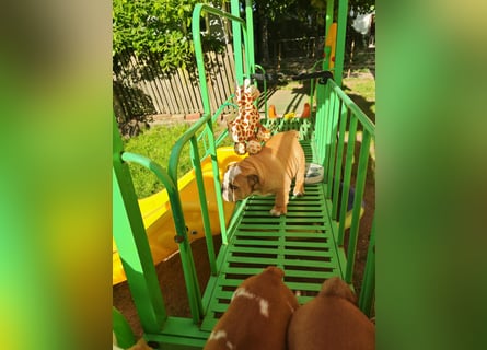 Englische Bulldogge Welpen mit FCI Papiere