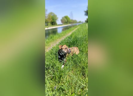 Continental Bulldog Hündin