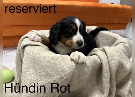 Berner Sennenhund Welpen reinrassig