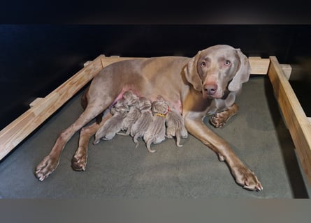 zuckersüße Weimaranerwelpen