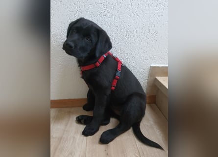 Labrador Weibchen Welpe
