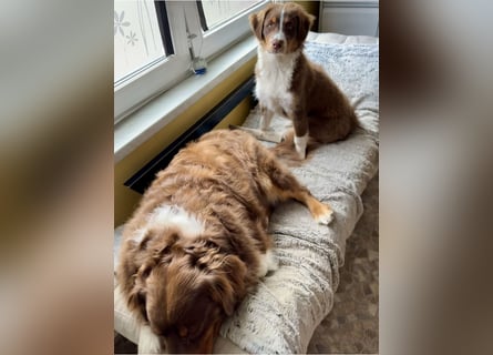 1 kleine Australian Shepherd Hündin( Welpe) braun/redtri (Minimix/Reinrassig)+ Gesundheitszeugnis
