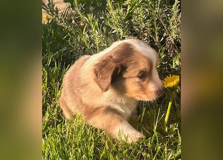 Miniature Australian Shepherd Welpen m. Papieren