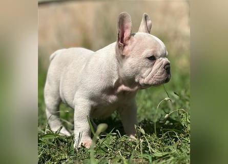 Typvolle gesunde freiatmende französische bulldoggen