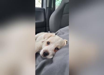 Labrador-Mischlingswelpe sucht liebevolles Zuhause
