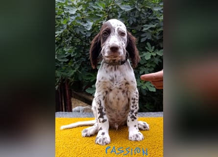 English setter Welpen (3 Rüden, 2 Hündinnen)