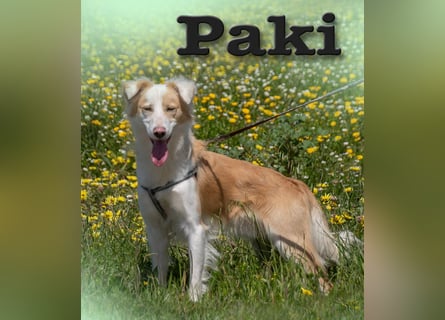 Paky – ein Traumhund aus Portugal