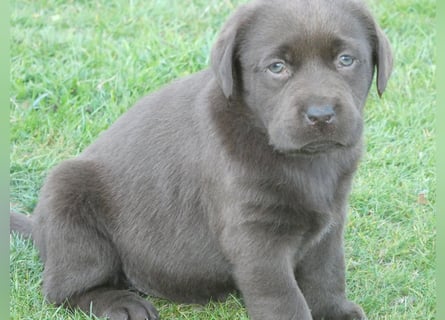 Labrador - Welpen
