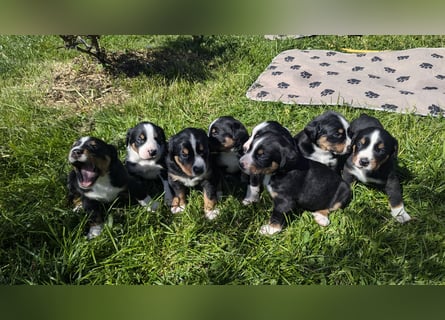 Appenzeller Sennenhund Welpen
