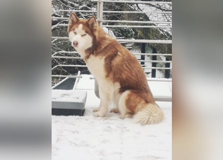 Husky Welpen 3 Rüden suchen ein Zuhause ab Mai