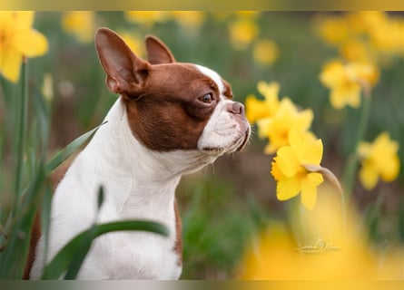 Boston Terrier 