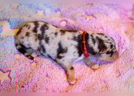 Blue merle rüde aussi border