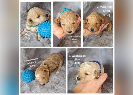 Maltipoo Welpen