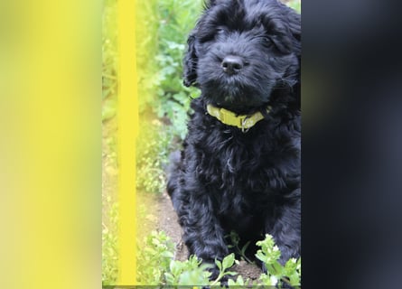 Cockapoo bereit zum Lieben!  - Schenken Sie sich selbst bedingungslose Liebe –