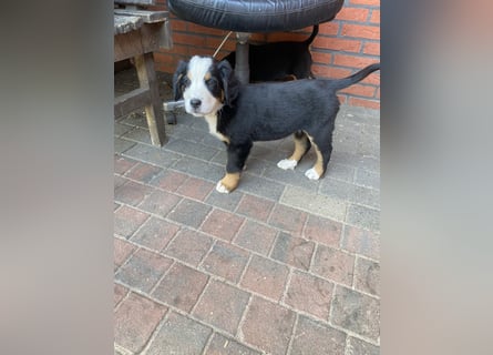 Sehr Liebe Hunde Appenzeller Sennen