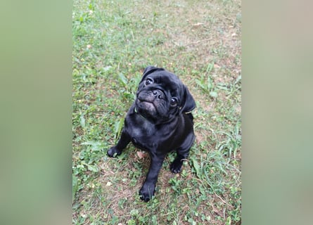 Mops welpen ab sofort Abgabe bereit.