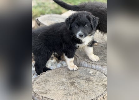 Australian Shepherd Welpen in  Black Bi