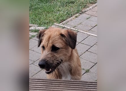 Nala wartet in 97513 Michelau