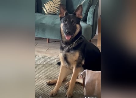 Lieber Schäferhund Rüde