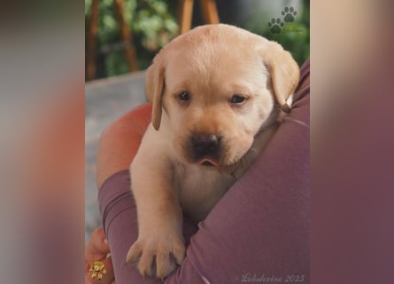 Labrador Welpen in hell gelb - die Buben
