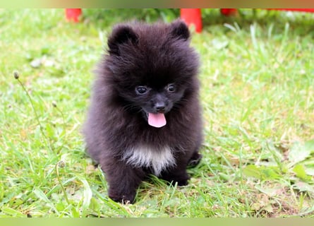 Yulie unsere kleine Pomeranian Zwergspitz Hündin mit Papieren kann ausziehen