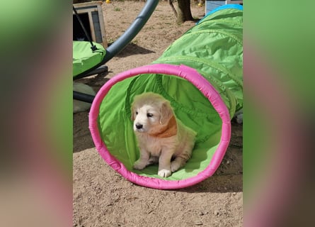Golden Retriever Welpen