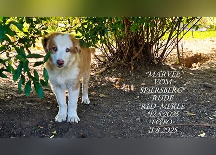 Border Collie-Welpen , black-,red-white und red-merle