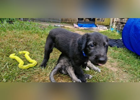 Irish Wolfhound Welpen