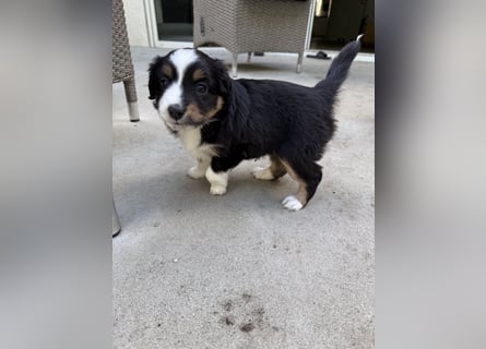 Mini Australien Shepherd Welpen suchen Traumzuhause