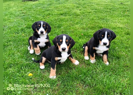 Entlebucher Sennenhund Welpen