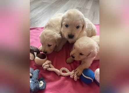 Golden Retriever Welpen abzugeben
