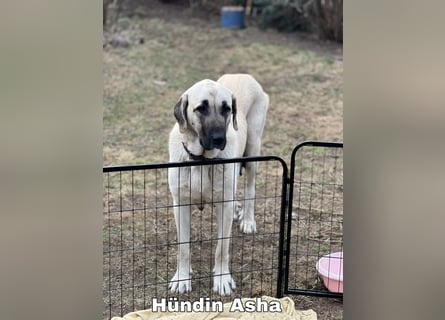 Kangal-Welpen suchen liebevolles Zuhause