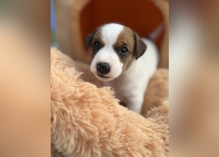 Jack Russel Terrier Welpen mit Stammbaum