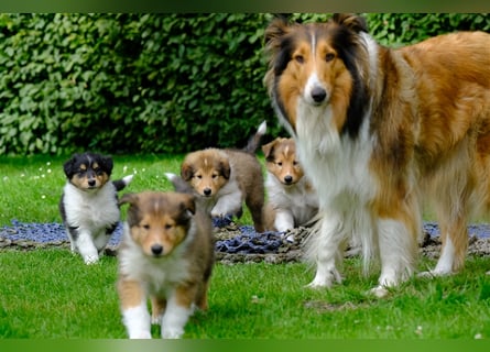 Familienfreundliche Colliewelpen