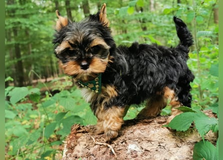 Yorkshire Terrier Biro Rüde