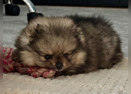 Reinrassige Pomeranian-Hündinnen mit Ahnentafel suchen ihre Traumfamilien