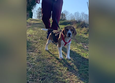 Beagel Hundin