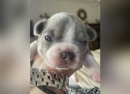 Süsse Französische Bulldoggenbabies sind da!