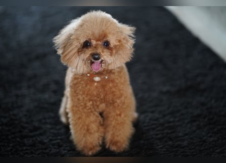 Charmante Toypudel Hündin (4 Jahre, Pudel) sucht liebevolles Zuhause