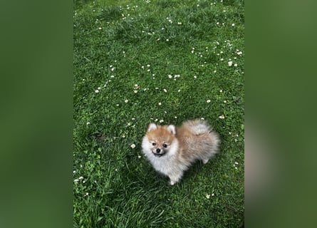 Zwergspitz  Pomeranian