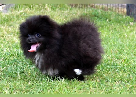Zwergspitz Pomeranian Welpen in verschiedenen Farben mit Papieren