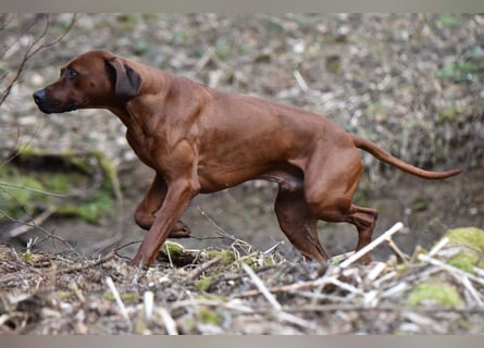 Rodesian Ridgeback Welpen im Kennel "Free Spirit"