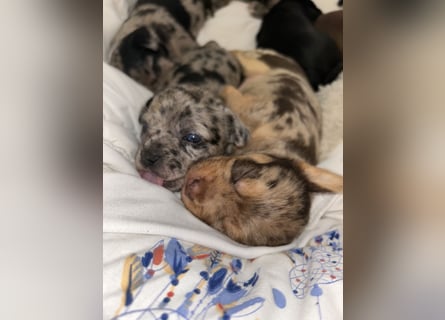 Chihuahua mix Welpen