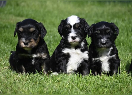 traumhaft hübscher Tibet Terrier Welpen aus erfahrender Zucht  sind geboren dürfen im Juni ausziehen