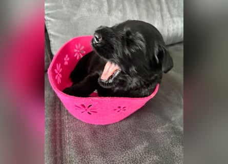 Riesenschnauzer Schwarz