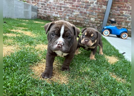 Exotic Bully Bulldog OEB Welpen Bulldogge
