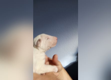 Miniatur Bullterrrier Welpe Hündin