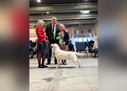Labrador retriever, mit Lieferung,  FCI Papieren.